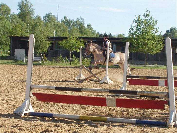 Fjordhest Amigo - Amigo sætter stort af. billede 8