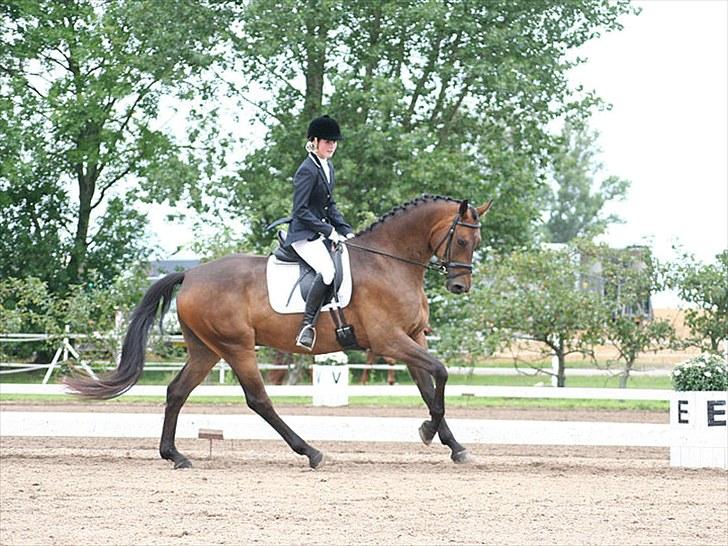 Dansk Varmblod Hønnerups Force - Mig og Force, unghestchampionat 2010 billede 2