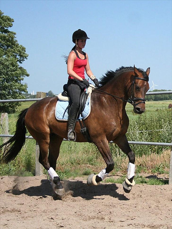 Dansk Varmblod Hønnerups Force - Træning 2010 billede 3