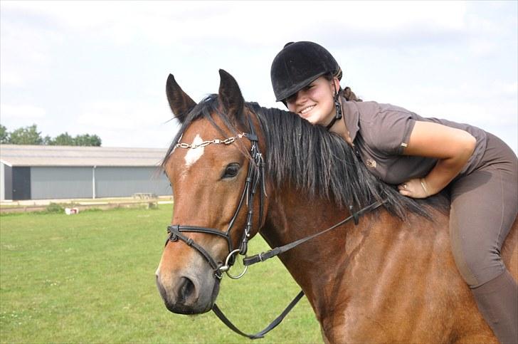 Welsh Cob (sec D) Thornvig Welsh Sensation billede 15