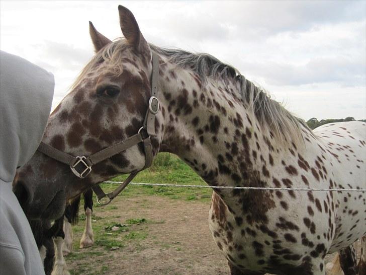 Knabstrupper Knud af Dutterup(solgt) - Kun hilser på min kæreste (: billede 10