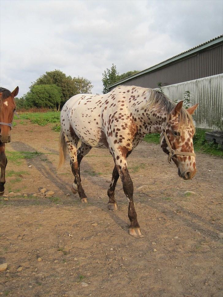 Knabstrupper Knud af Dutterup(solgt) - Hmm, jaaa? Men han er 2 år gammel xD billede 11