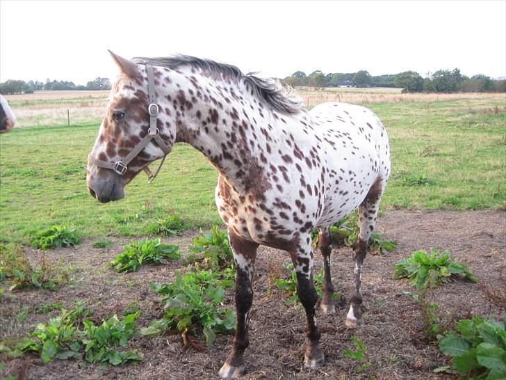 Knabstrupper Knud af Dutterup(solgt) - 2 år dejlig <3 billede 14