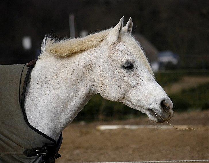 Anden særlig race White Boy - Velkommen til White Boys profil. billede 6