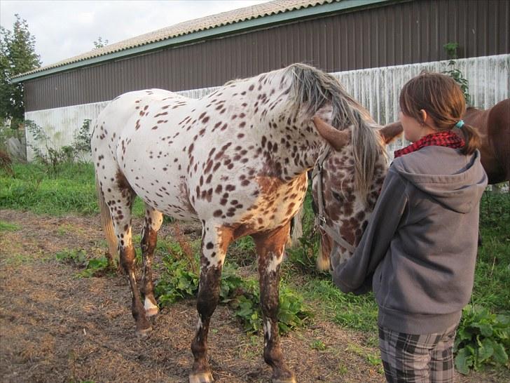 Knabstrupper Knud af Dutterup(solgt) - KRAM<3 Elsker dig Knud´mus<3 billede 17