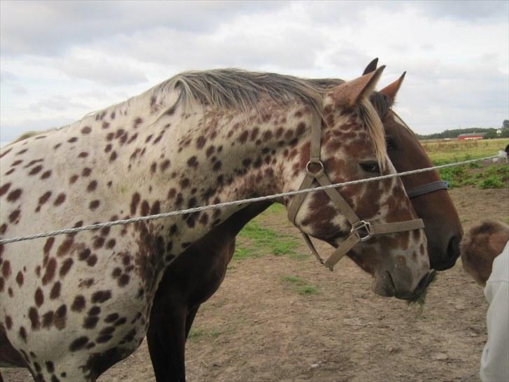 Knabstrupper Knud af Dutterup(solgt) - Lækkermås<3 2 år gammel xD billede 18