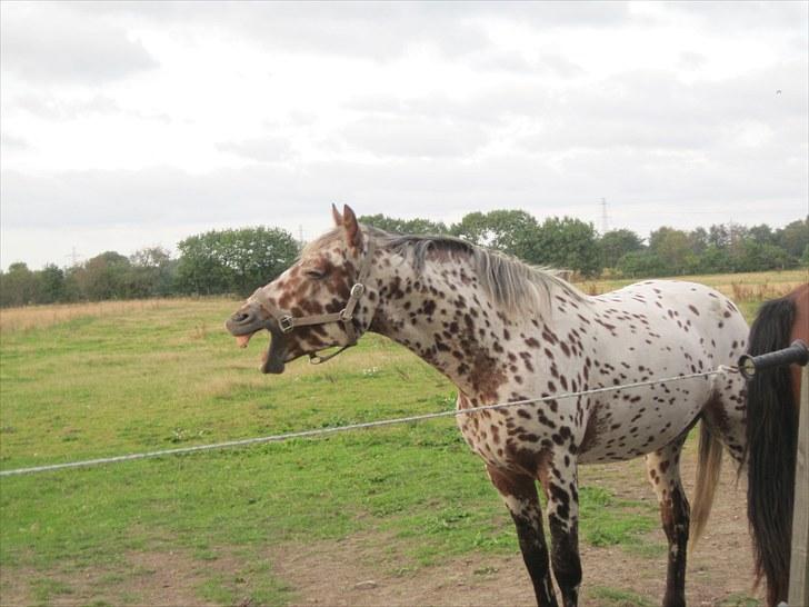 Knabstrupper Knud af Dutterup(solgt) - Vil du se mine bisser? xD  billede 19