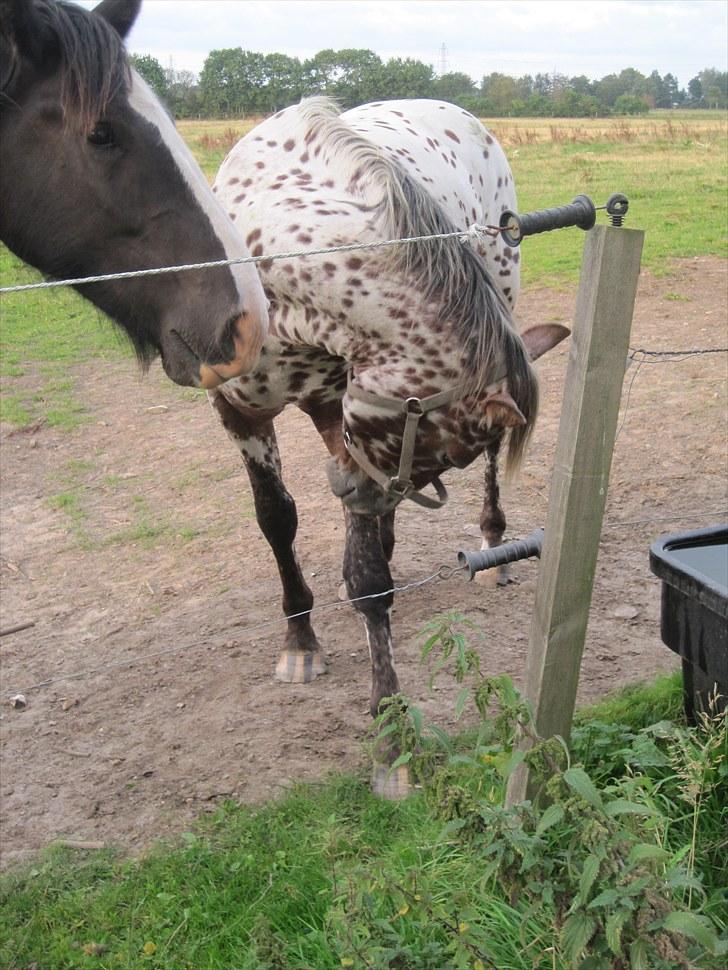 Knabstrupper Knud af Dutterup(solgt) - Farvel venner, håber i synes om mig og giver mig en fair bedømmelse (: billede 20