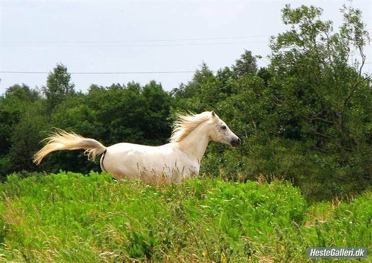 Anden særlig race White Boy - White Boy på fold. (sh-foto) billede 9