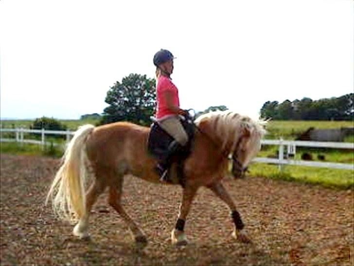 Haflinger Arion -  gl. part - - velkommen (:!! billede 1
