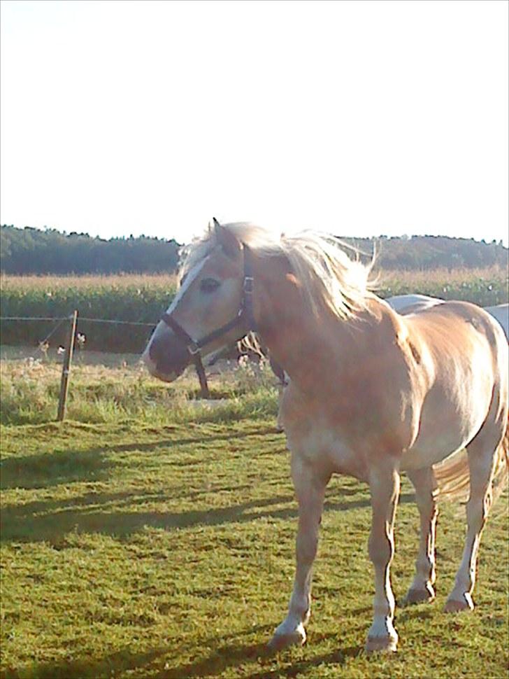 Haflinger Arion -  gl. part - - på marken - charme, selvtillid og lækkert hår! (y) billede 2