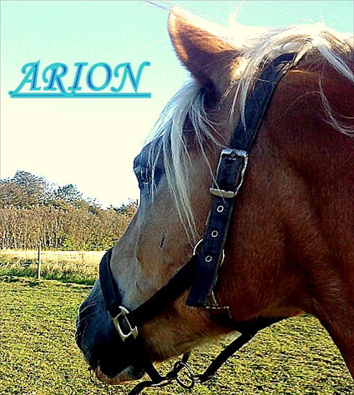 Haflinger Arion -  gl. part - - ..(;.. billede 3