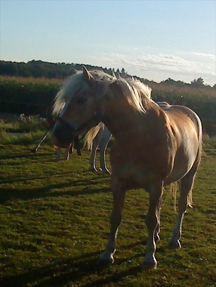 Haflinger Arion -  gl. part - - lige et lille billede igen fra marken (; billede 4