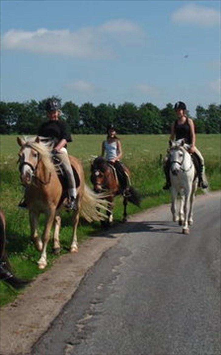 Haflinger Arion -  gl. part - - Da vi skulle ride de 15 km, de skulle på sommergræs! (: tro mig, det er årets højdepunkt for arion! billede 5