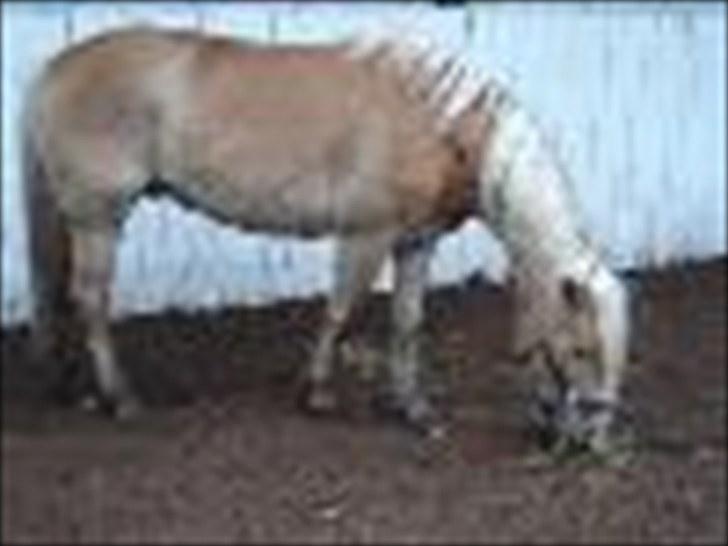 Haflinger Arion -  gl. part - - det billede viser arion i en typisk dagssitation :D billede 6