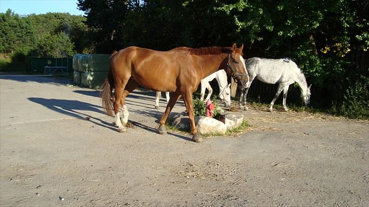 Dansk Varmblod Jack - jack på vej på fold og santos i baggrunden.. billede 14