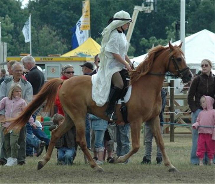 Arabisk fuldblod (OX) AKONTO OX  1998-2012 - foto Jani Pedersen billede 9