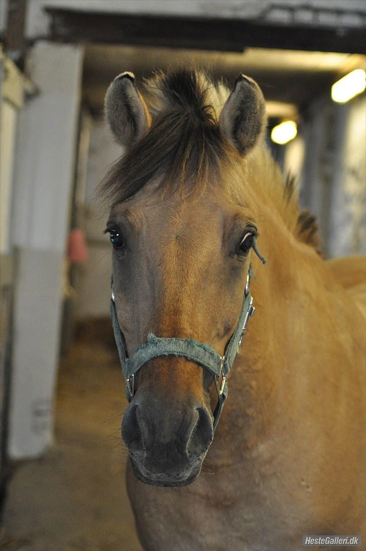Anden særlig race | Alfons Åberg<3 *Part* - 10) Striglede ham efter jeg ikke havde set ham i 2 uger, September 2010. Foto: Helena Vengfelt (Mig) billede 10