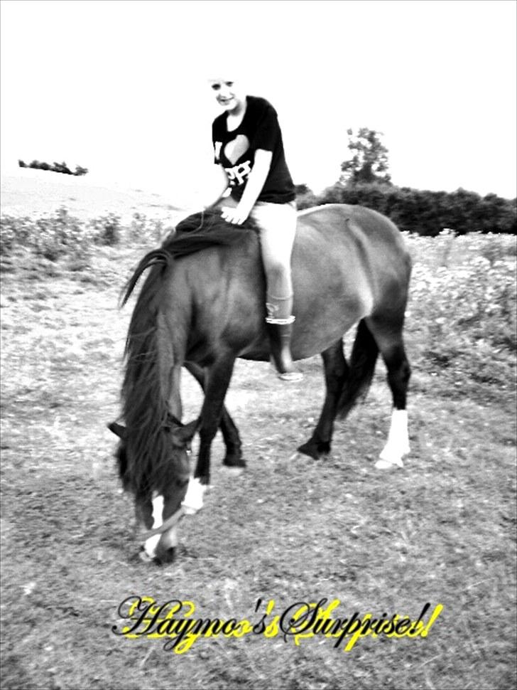 Welsh Pony af Cob-type (sec C) Haymo's Surprise - Første gang jeg er oppe og side på min dejlige surprise billede 13