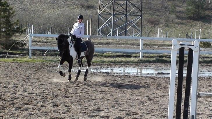 Pinto Jupiter RIP - Træning:) billede 11