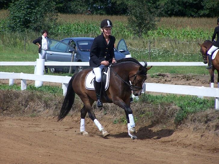 New Forest Lundgaards Bourbon billede 17