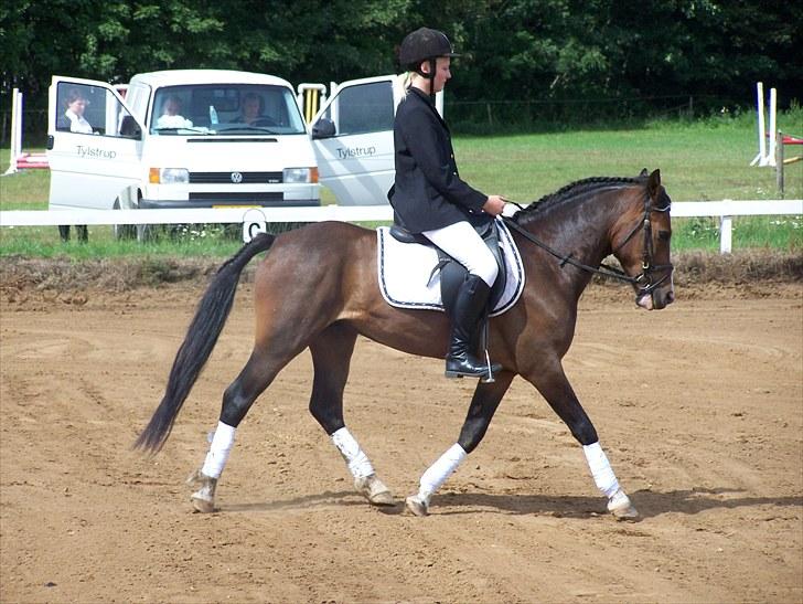 New Forest Lundgaards Bourbon billede 18