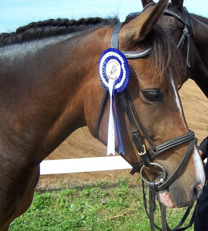 New Forest Lundgaards Bourbon billede 19