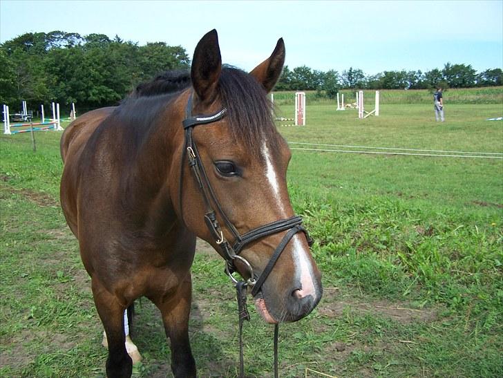 New Forest Lundgaards Bourbon billede 20