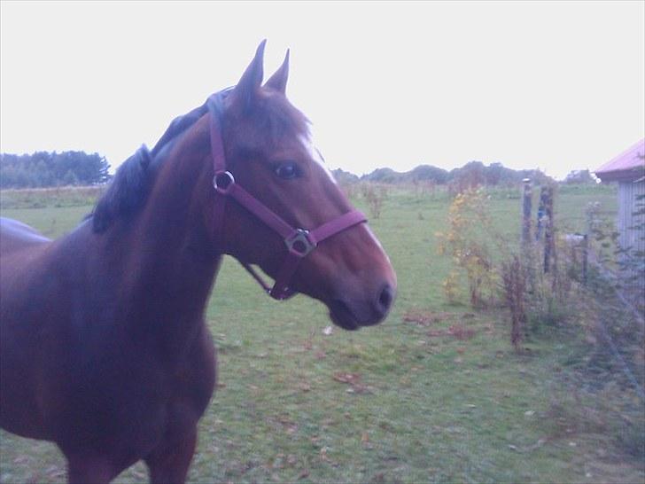 New Forest Odbjergs Diadem billede 3