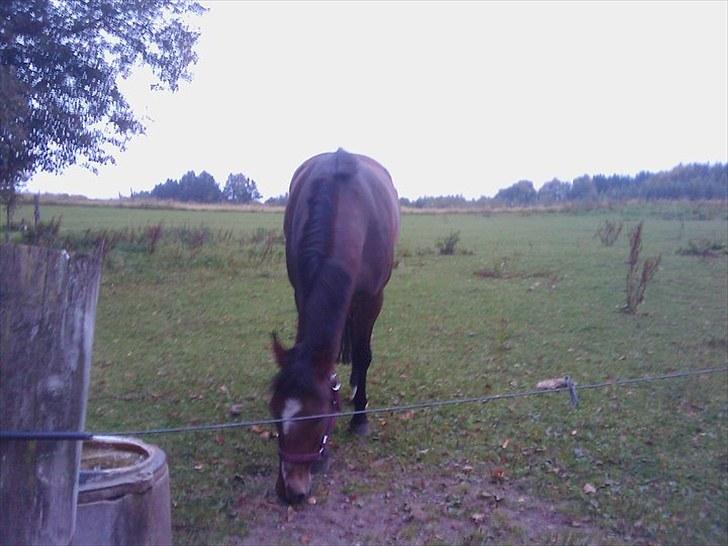 New Forest Odbjergs Diadem billede 4