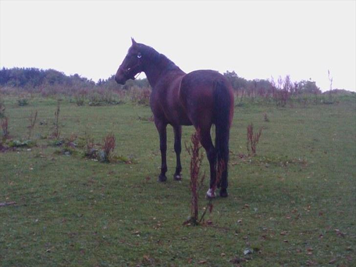 New Forest Odbjergs Diadem billede 5