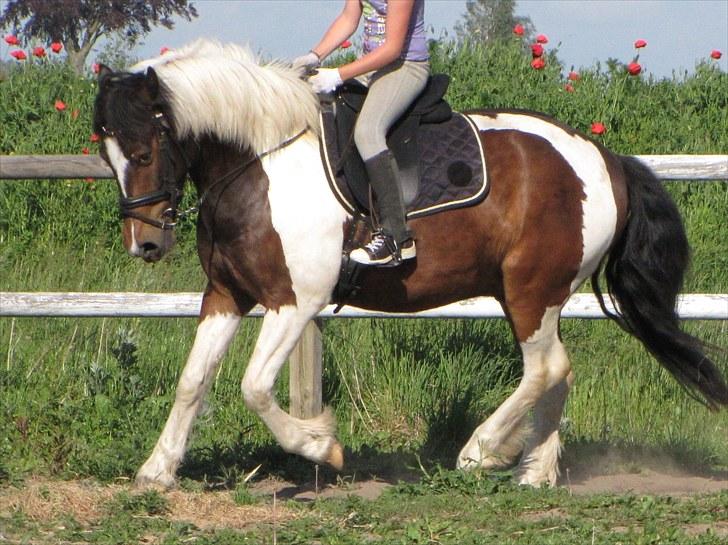 Anden særlig race Balder <3 - Dressur træning ( Foto Maj-britt ) billede 5