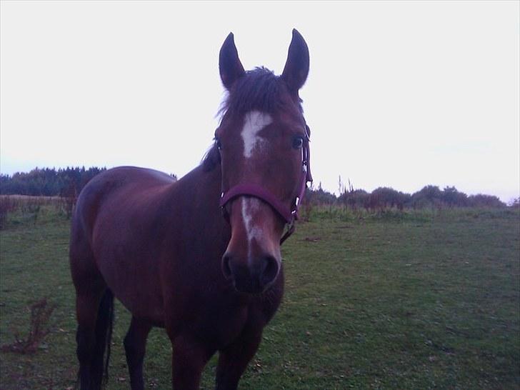 New Forest Odbjergs Diadem billede 6