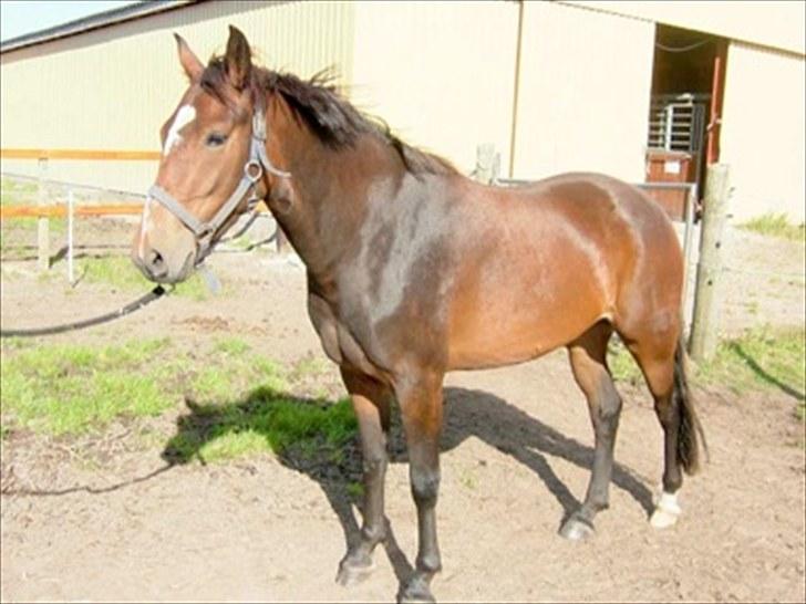 New Forest Odbjergs Diadem - Billedet er taget da frøken dia var 3 år. venligst udlånt af Stuttei Odbjerg www.odbjerg.dk billede 7