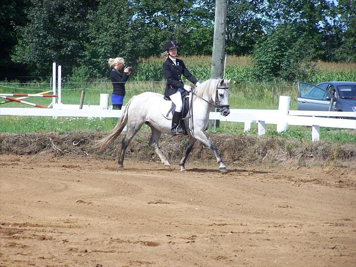 New Forest Dalen's Bella - Taget af Cecilie. Rytter Olivia billede 13