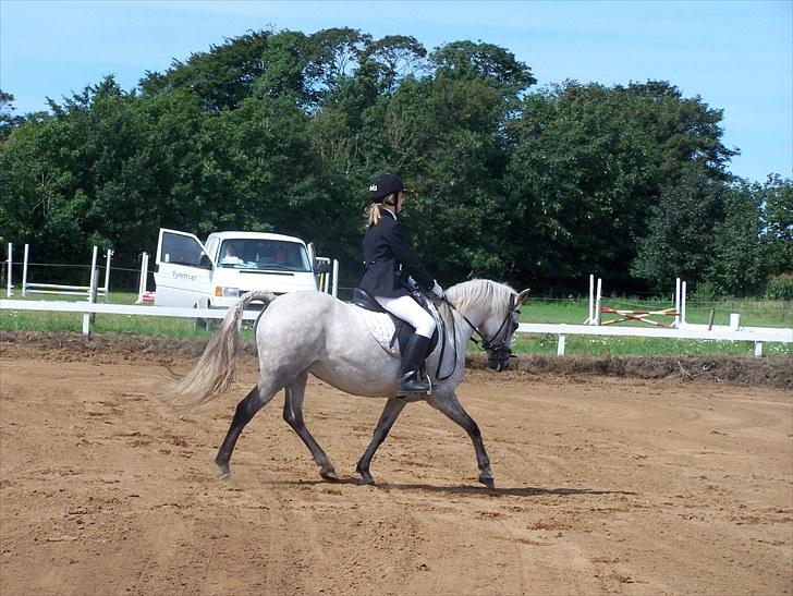 New Forest Dalen's Bella - Taget af Cecilie. Rytter Olivia billede 14