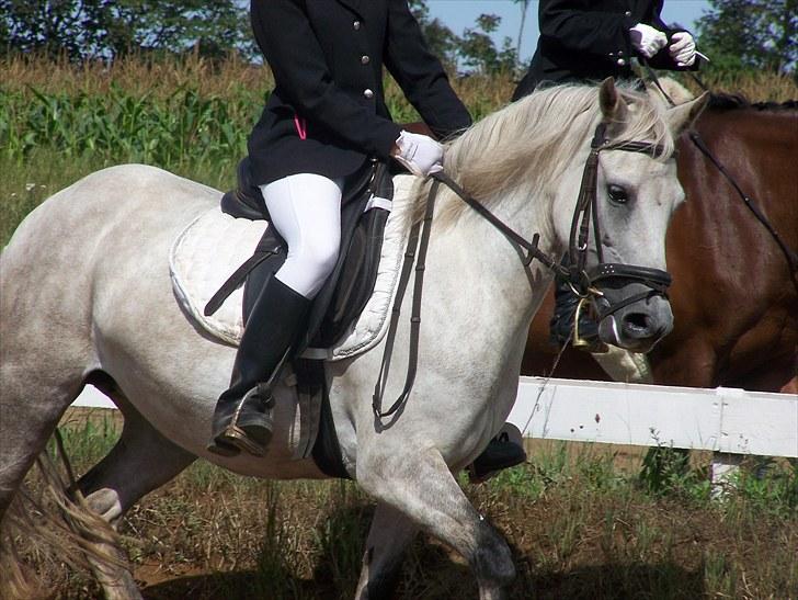 New Forest Dalen's Bella - Taget af Cecilie. Rytter Olivia billede 15