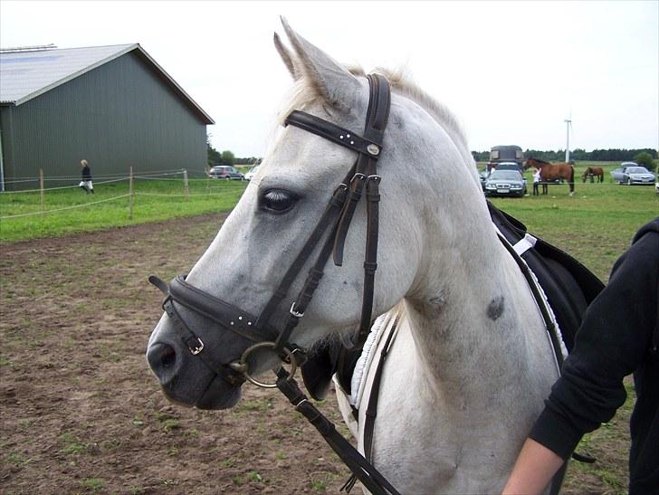 New Forest Dalen's Bella - Taget af Cecilie billede 16