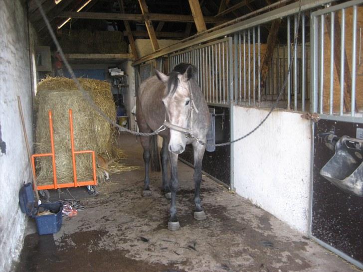 Holstener Qua billede 2