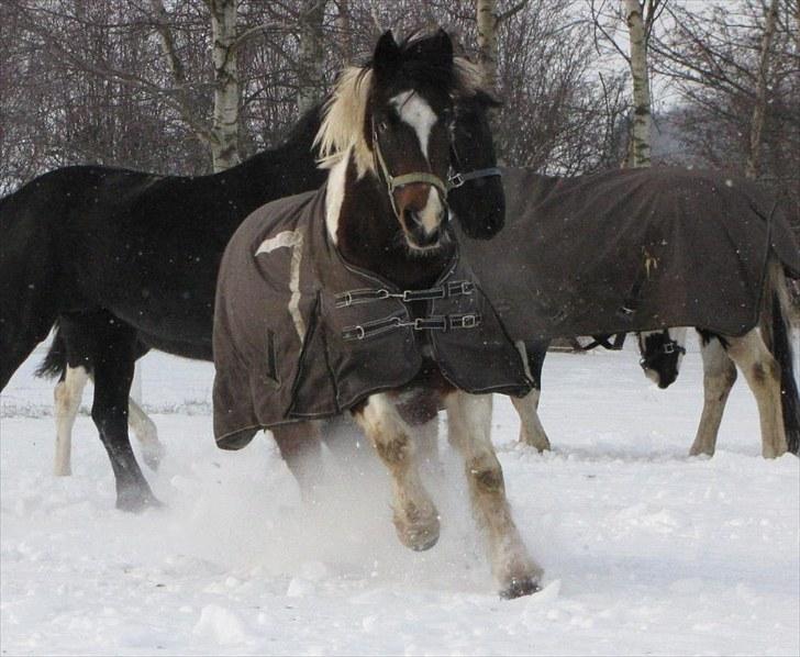 Anden særlig race Balder <3 - Uhh det er dejligt hihi ( Foto Mig ) billede 10