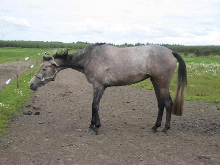 Holstener Qua billede 4