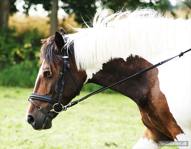 Anden særlig race Balder <3 - Ridelejr spring ( Foto Camilla ) billede 12