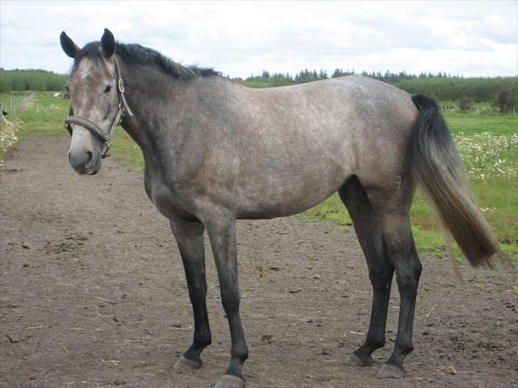 Holstener Qua billede 5