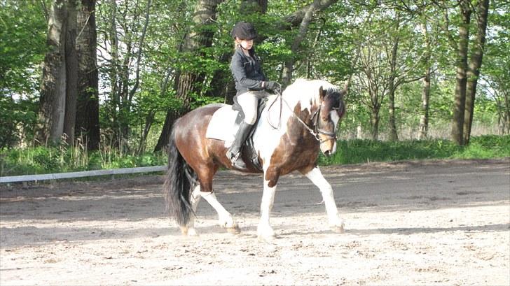 Anden særlig race Balder <3 - Dressur træning ( Foto Maj-britt ) billede 13