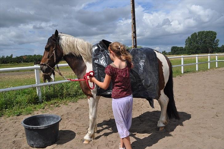 Anden særlig race Balder <3 billede 14