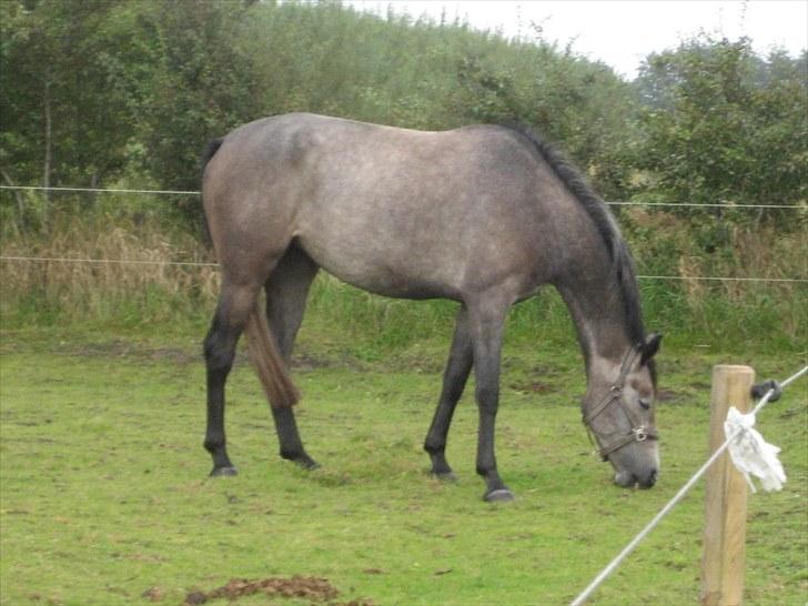 Holstener Qua billede 10