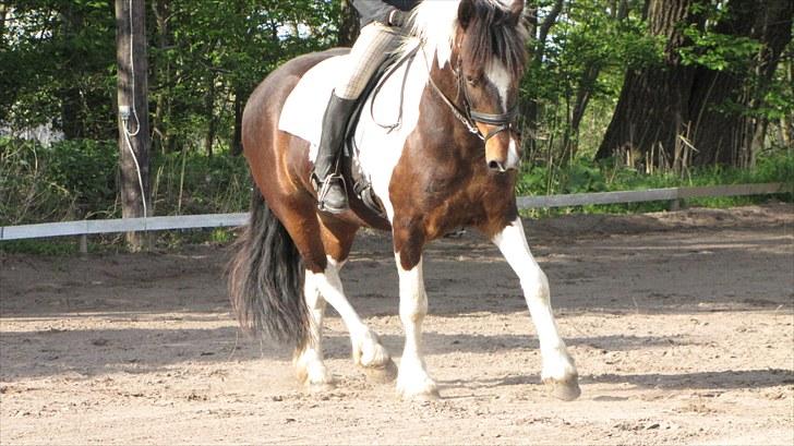 Anden særlig race Balder <3 - Dressur undervining( Foto Maj-britt ) billede 15