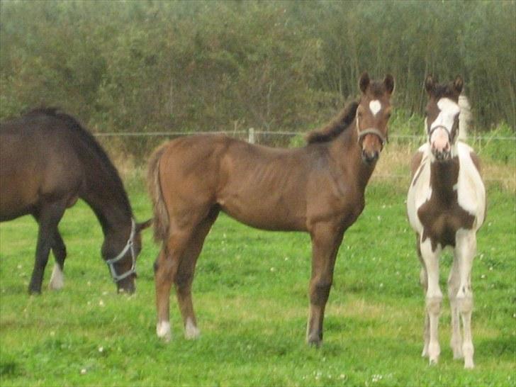 Dansk Varmblod A.B. Chardonnay "SOLGT" billede 17