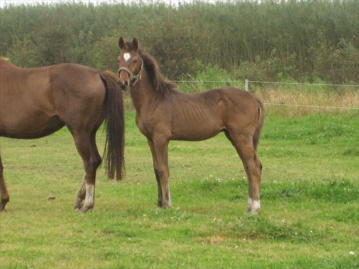 Dansk Varmblod A.B. Chardonnay "SOLGT" billede 18
