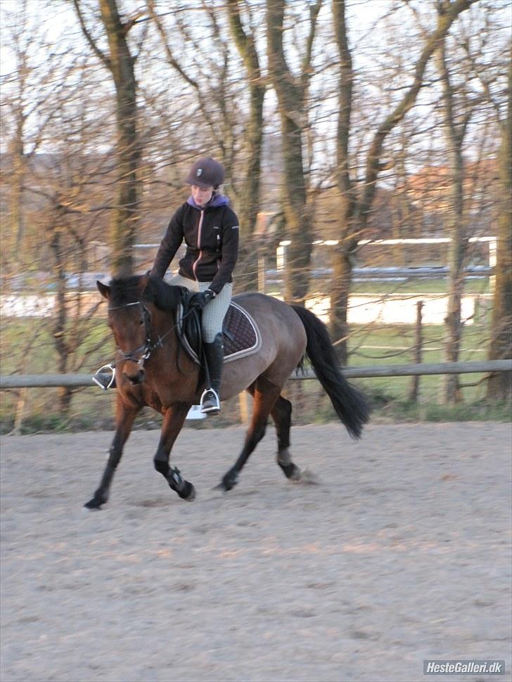 DSP Lundgaards Campari - Rytter Cecilie billede 3